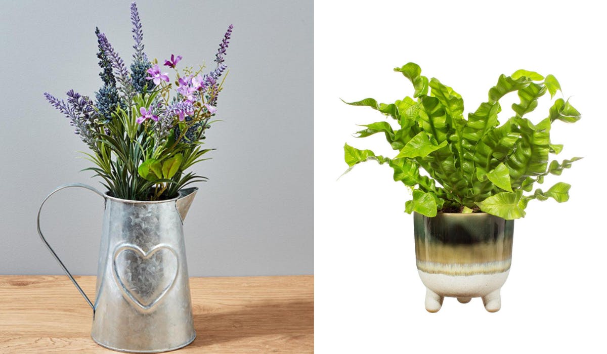 The best Morrisons plants and homeware to transform your space